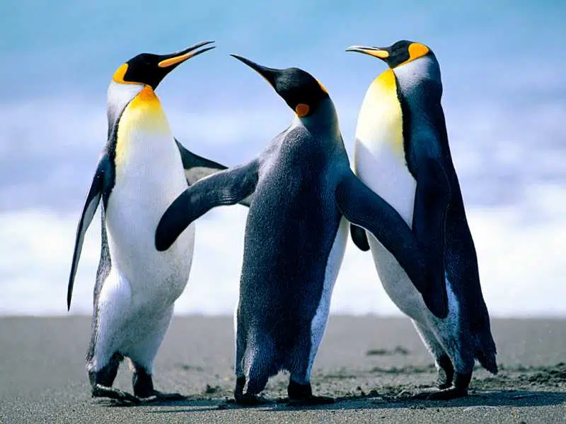 Penguins-2.jpg