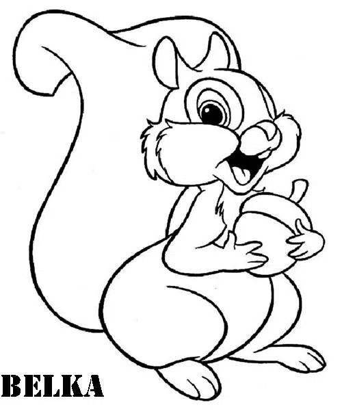 ardilla-baja.jpg