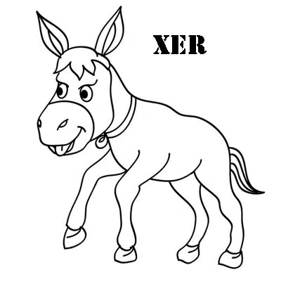 burro-baja.jpg