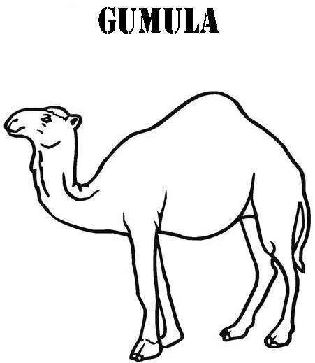 camello-baja.jpg