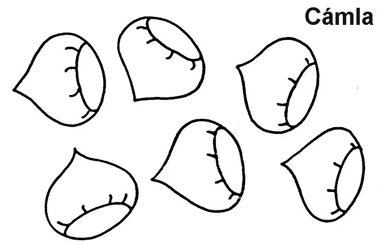 castaa-baja.jpg