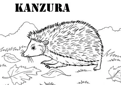erizo-baja.jpg