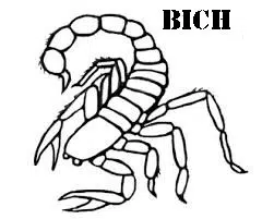 escorpion-baja.jpg