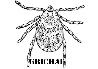 garrapata-baja.jpg