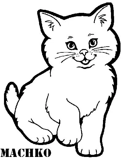 gato-baja.jpg