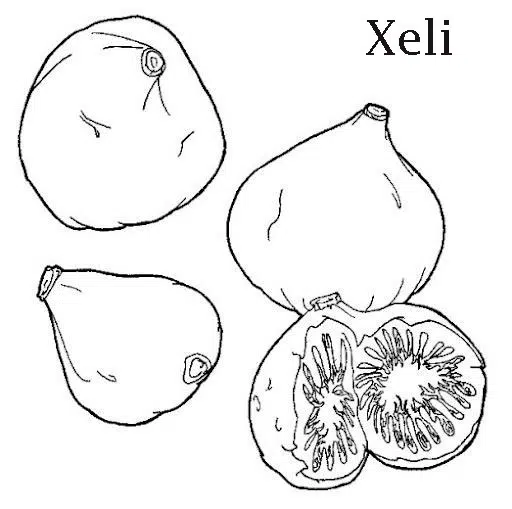 higo-baja.jpg