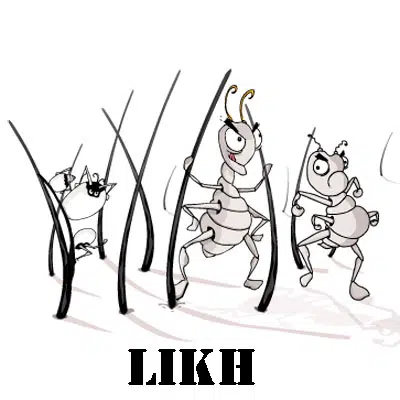liendre-baja.jpg
