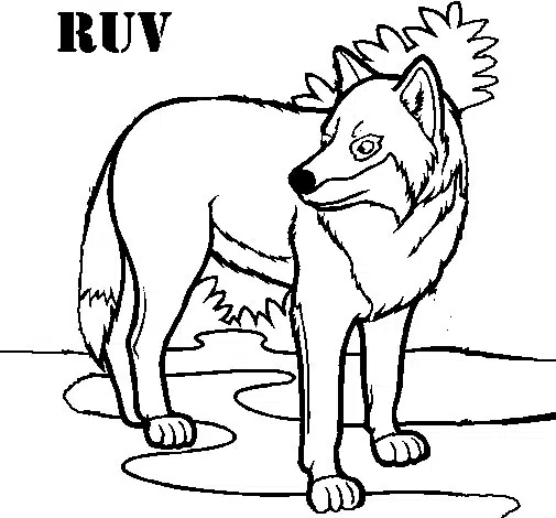 lobo-baja.jpg