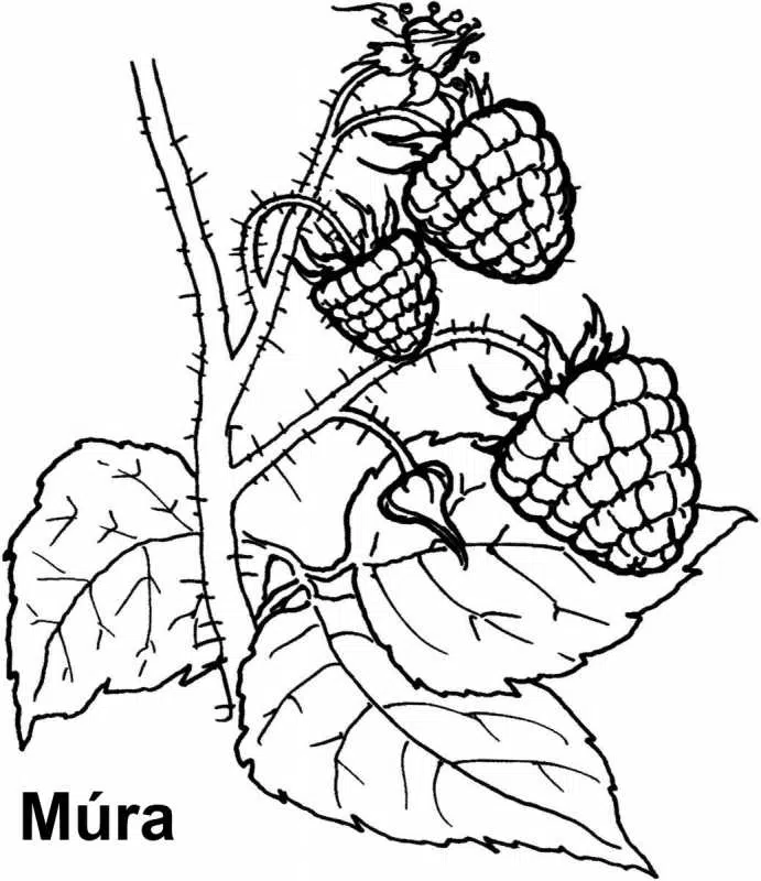 mora-baja.jpg