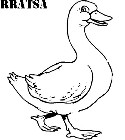 pato-baja.jpg