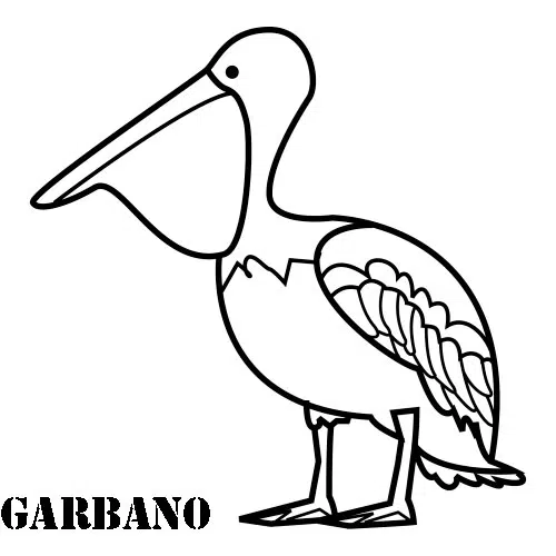 pelicano-baja.jpg