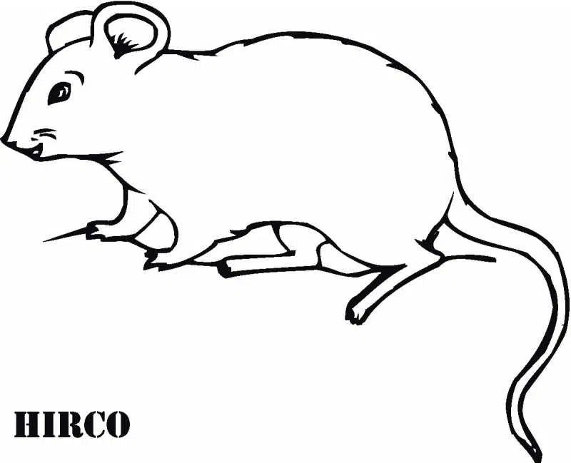 rata-baja.jpg