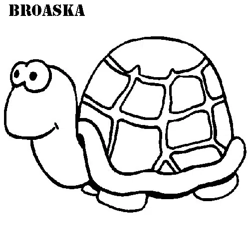 tortuga-baja.jpg