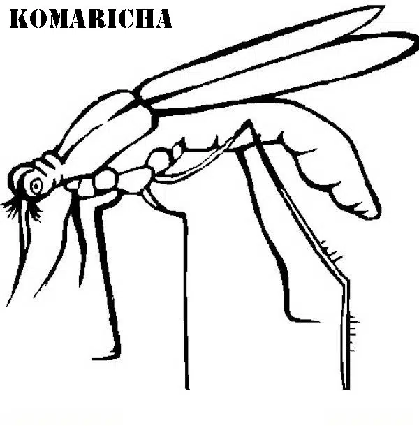 zancudo-baja.jpg