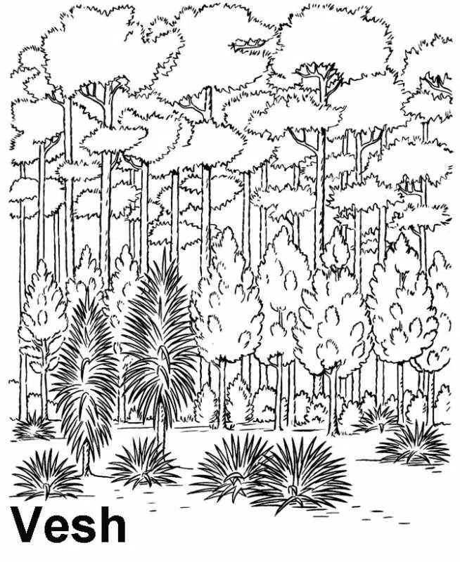 bosque-baja.jpg