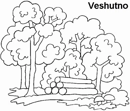 forestal-baja.jpg