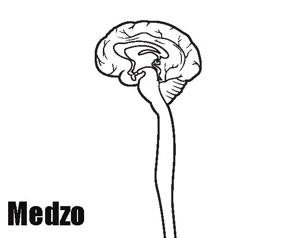 medula-baja.jpg