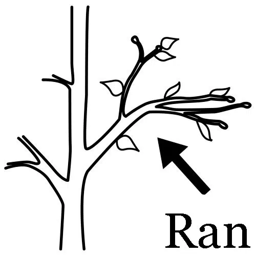 Rama-baja.jpg