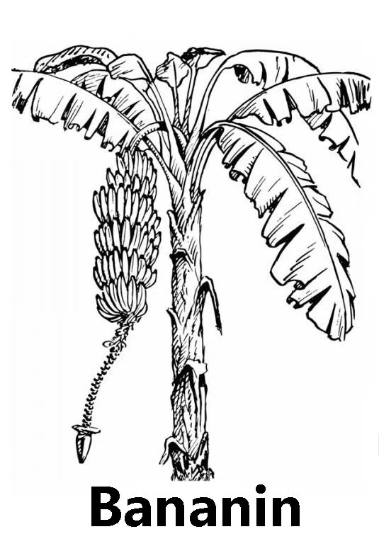 platanero-baja.jpg
