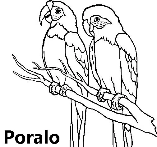 plumoso-baja.jpg